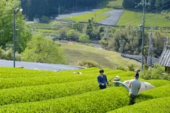 京都・和束町で茶栽培を営む茶農家