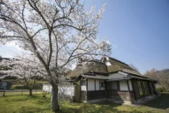 桜の季節の2000坪の庭園 2