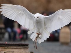 冬季限定 シロフクロウのハリーが今年もかえってきた シロフクロウのハリー 掛川花鳥園バードショーに出演開始 掛川花鳥園のプレスリリース