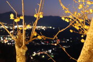 ロウバイライトアップと夜景イメージ2