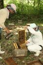養蜂の様子