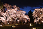 霊宝館　大枝垂れ桜