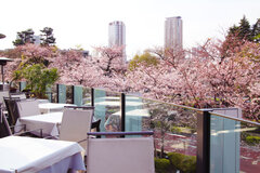 HAL YAMASHITA 東京 桜(昼)