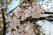 比叡山頂付近で開花が始まった桜