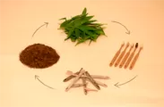 竹の歯ブラシ循環