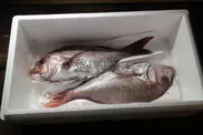 旬のお魚「鯛」2