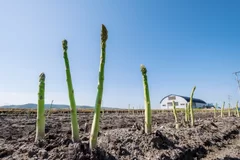 美幌町産の露地アスパラ