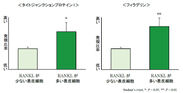 表皮細胞における「RANKL」の発現量によるバリア機能と保湿機能に重要なタンパク質の発現比率変化