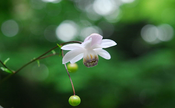 六甲高山植物園 林床に咲く涼しげな花森の妖精 レンゲショウマが見頃です 阪神電気鉄道株式会社のプレスリリース