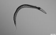 新属新種として記載された線虫Tokorhabditis tufaeの顕微鏡画像
