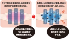 血流制限イメージ