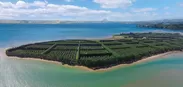 自然豊かなニュージーランドで作られます