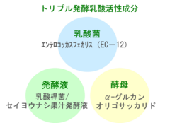 トリプル発酵乳酸菌活性成分