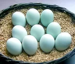 淡い水色の卵