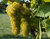 オーストラリアワインで有名な産地、バロッサバレー産シャルドネ