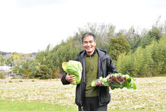 生産者直送の神戸野菜を販売