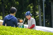 茶畑から食卓へ