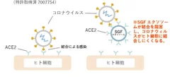 SGFによる新型コロナ感染予防作用機序