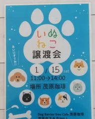 保護犬猫の譲渡会チラシ