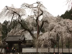 過去の様子(清雲寺)