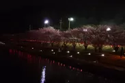 桜並木のぼんぼり