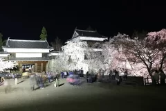 夜桜ライトアップ