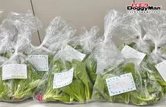 お野菜は可愛く包装