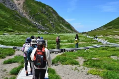 乗鞍山頂・畳平のお花畑