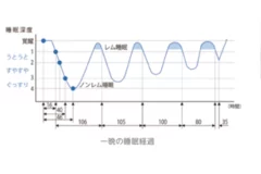 睡眠サイクル