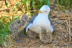 ウミネコとひな鳥