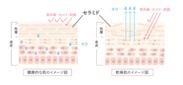 セラミドとは