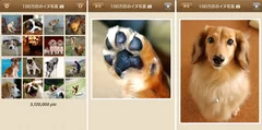 100万枚の犬写真