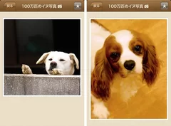 100万枚の犬写真