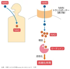 NMN摂取からNAD+変換経路