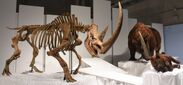 ＜チベットケサイ全身骨格復元標本(左)と生体復元モデル＞国立科学博物館蔵