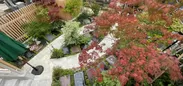 ガーデンデザイナーが手がける竜胆の「樹木葬」(5)