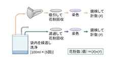 今回のマスク付着のスギ花粉回収と定量法