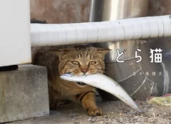 猫写真10　どら猫