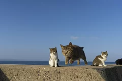 猫写真3