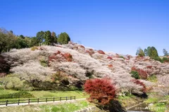 小原四季桜2(川見四季桜の里)