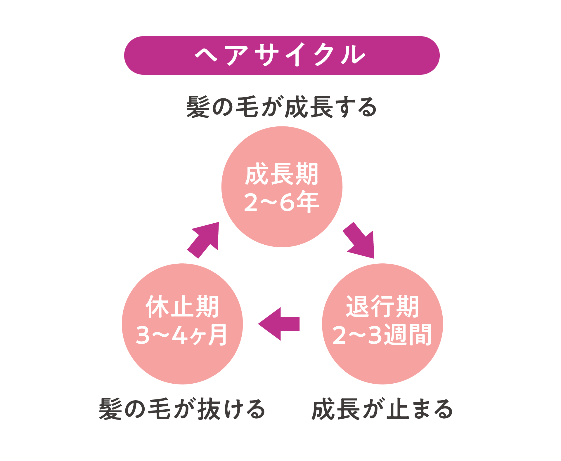 美容に特化した薬剤師チームが開発 「白髪」や「抜け毛」の原因に着目