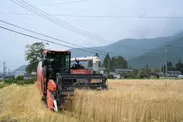 大麦の収穫