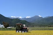 米の収穫(風さやか)