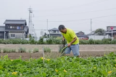 人参の甘さは土づくりから