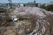 開催期間はちょうど桜が満開のシーズン