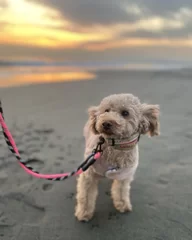 14代目セラピー犬(保護犬)