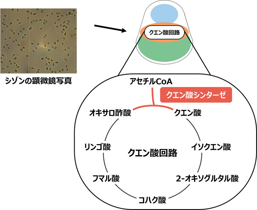 温泉紅藻から触媒効率の高いクエン酸シンターゼを発見
明治大学大学院農学研究科 西井麻貴・小山内崇准教授らの研究グループ