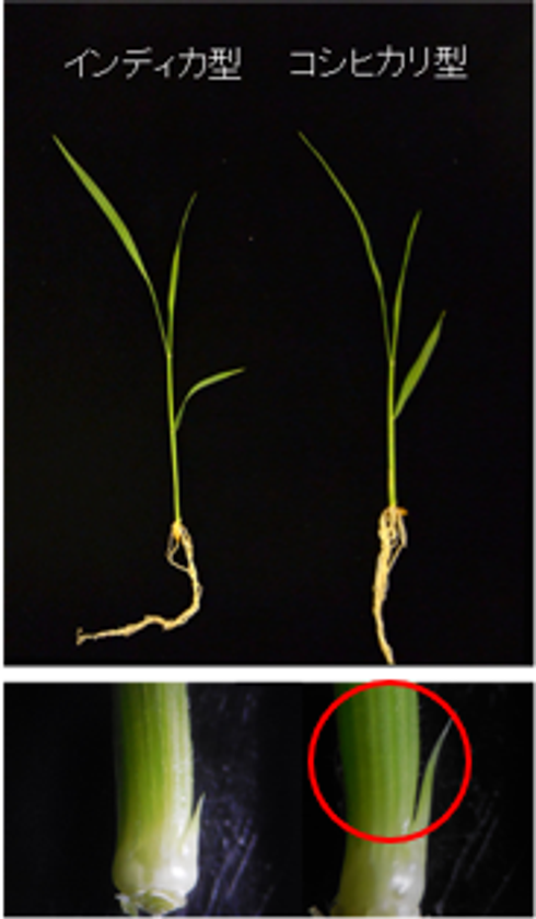 高CO2環境でイネを増収させる「コシヒカリ」由来の遺伝子を発見
―気候変動下での持続可能な稲作に貢献―
明治大学大学院 農学研究科の山本 英司特任講師はゲノム解析で貢献