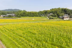 まんのう町に咲く一面のひまわり