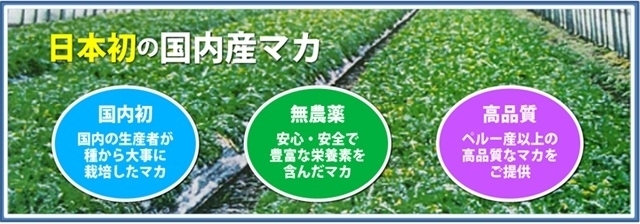 完全無農薬で栽培した 世界最高品質の日本産マカ の本格販売スタート 日本マカ株式会社のプレスリリース